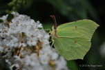 Zitronenfalter Gonepteryx rhamni