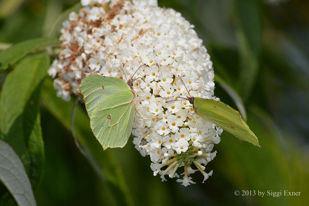 Zitronenfalter Gonepteryx rhamni