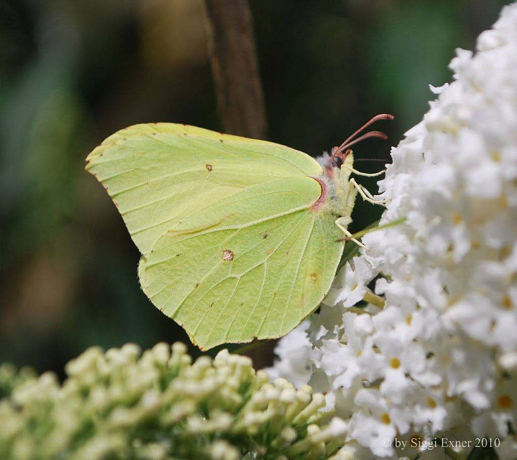 Zitronenfalter Gonepteryx rhamni