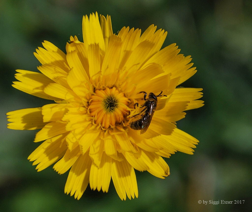 Panurgus calcaratus Zottelbiene Kleine