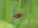 Goldznsler Pyrausta-aurata