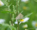 Evergestis frumentalis