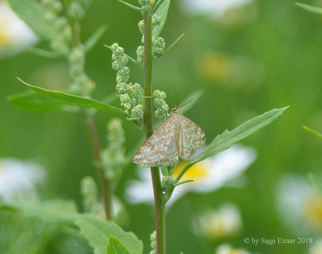 Evergestis frumentalis