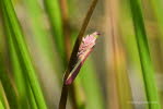 Oncocera semirubella