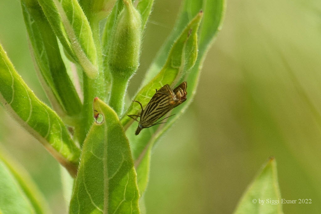 Chrysoteuchia culmella Rispengrasznsler 