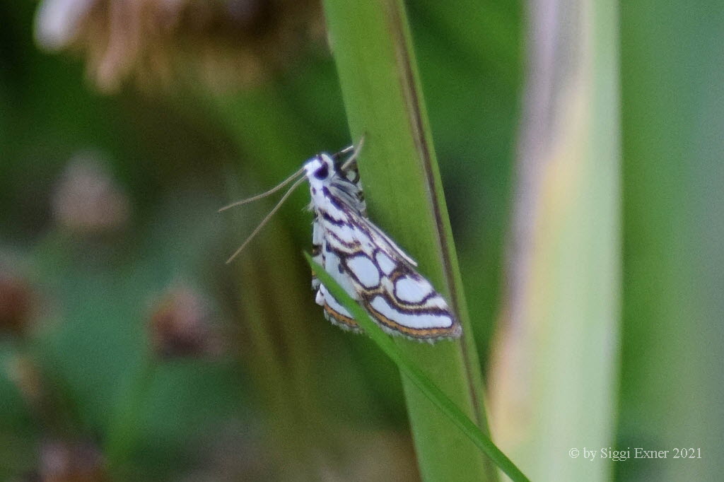 Nymphula nitidulata Wasserznsler