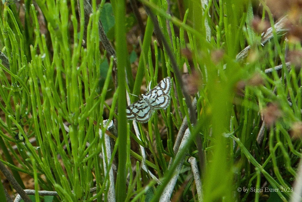 Nymphula nitidulata Wasserznsler