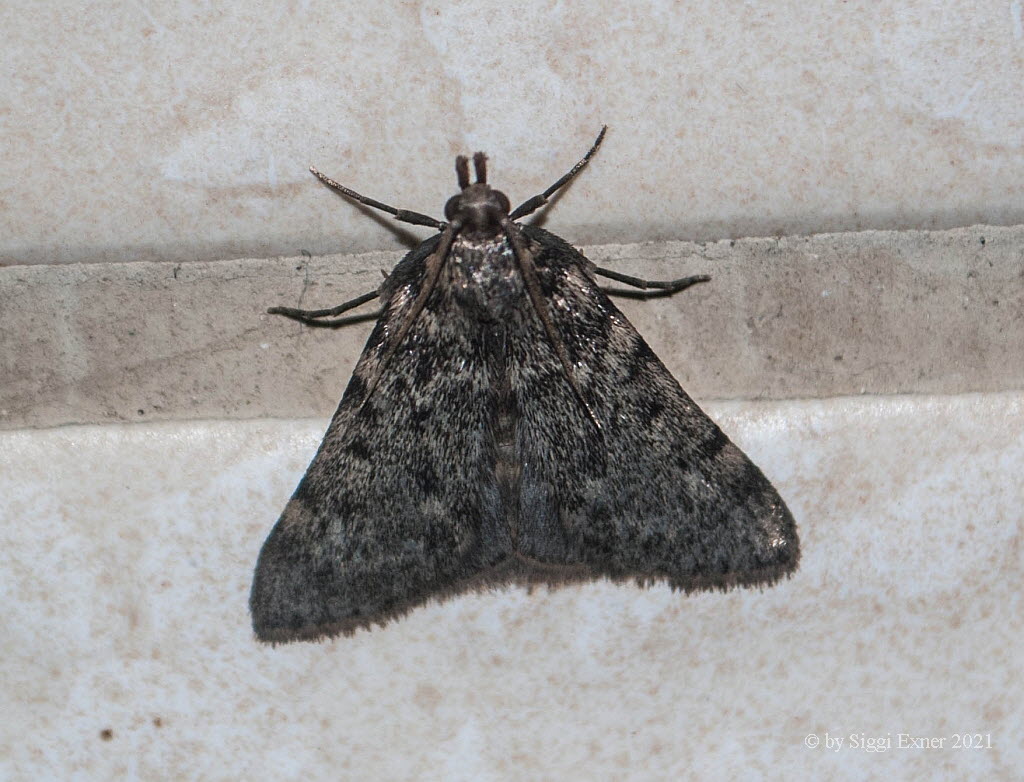 Aglossa pinguinalis Fettznzler