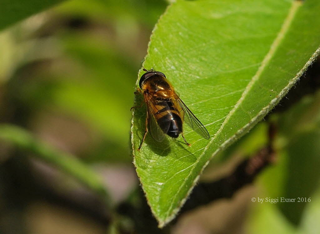 Epistrophe eligans Zweiband-Wiesenschwebfliege