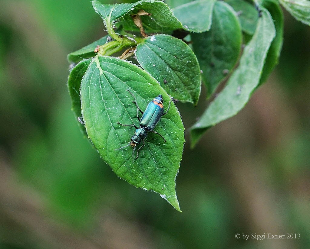 Zweifleckiger Zipfelkfer Malachius bipustulatus