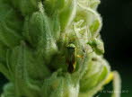 Calocoris norvegicus Zweipunktige Wiesenwanze