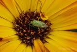 Calocoris norvegicus Zweipunktige Wiesenwanze