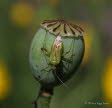 Zweipunktige Wiesenwanze Calocoris norvegicus