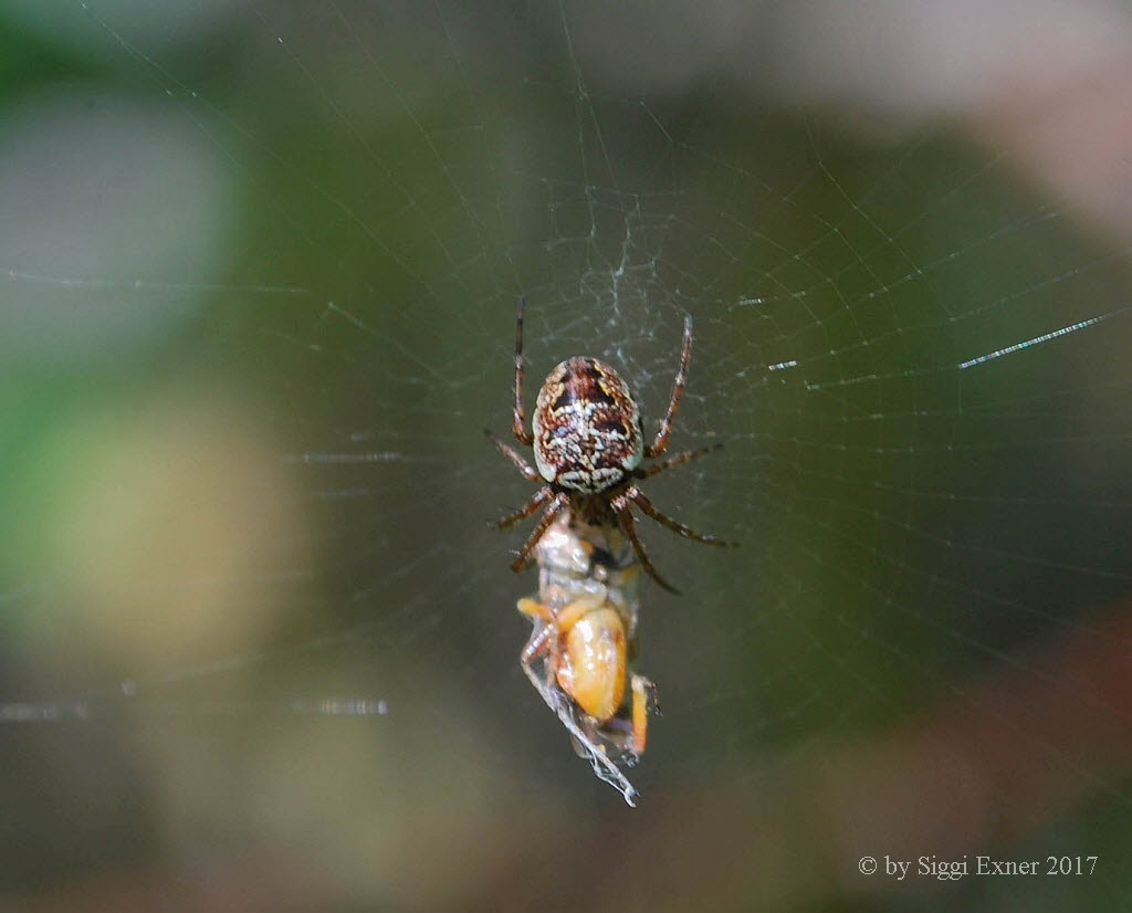 Maskenspinne Zilla diodia