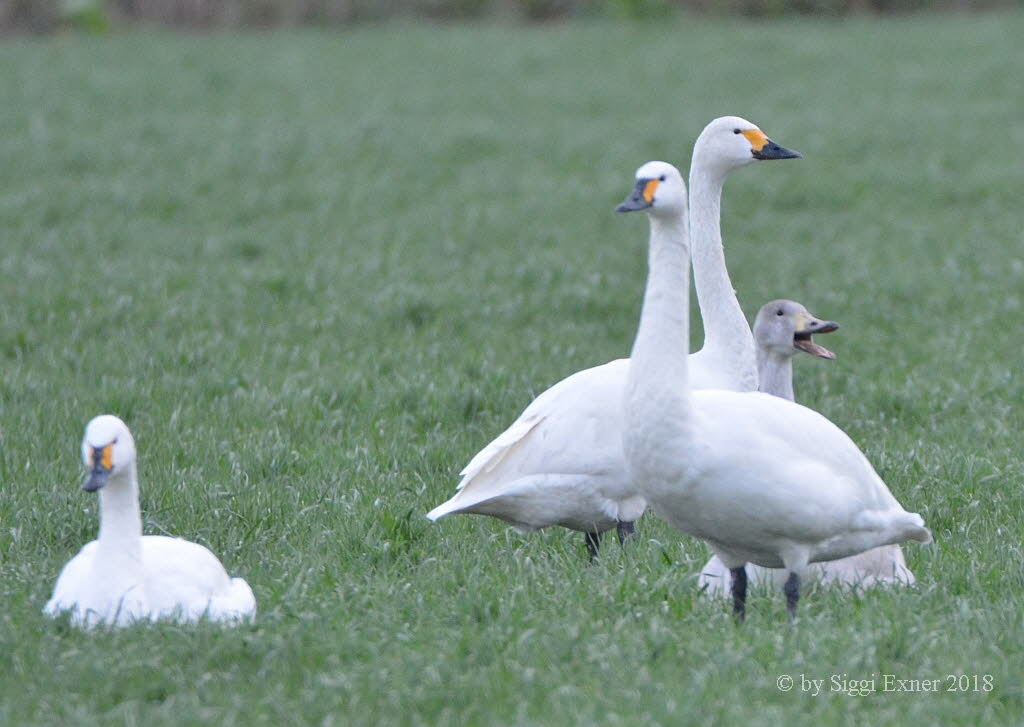 Zwergschwan Cygnus columbianus