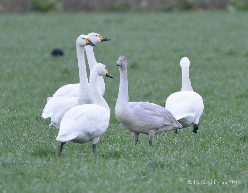 Zwergschwan Cygnus columbianus