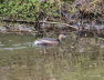 Zwergtaucher Tachybaptus ruficollis