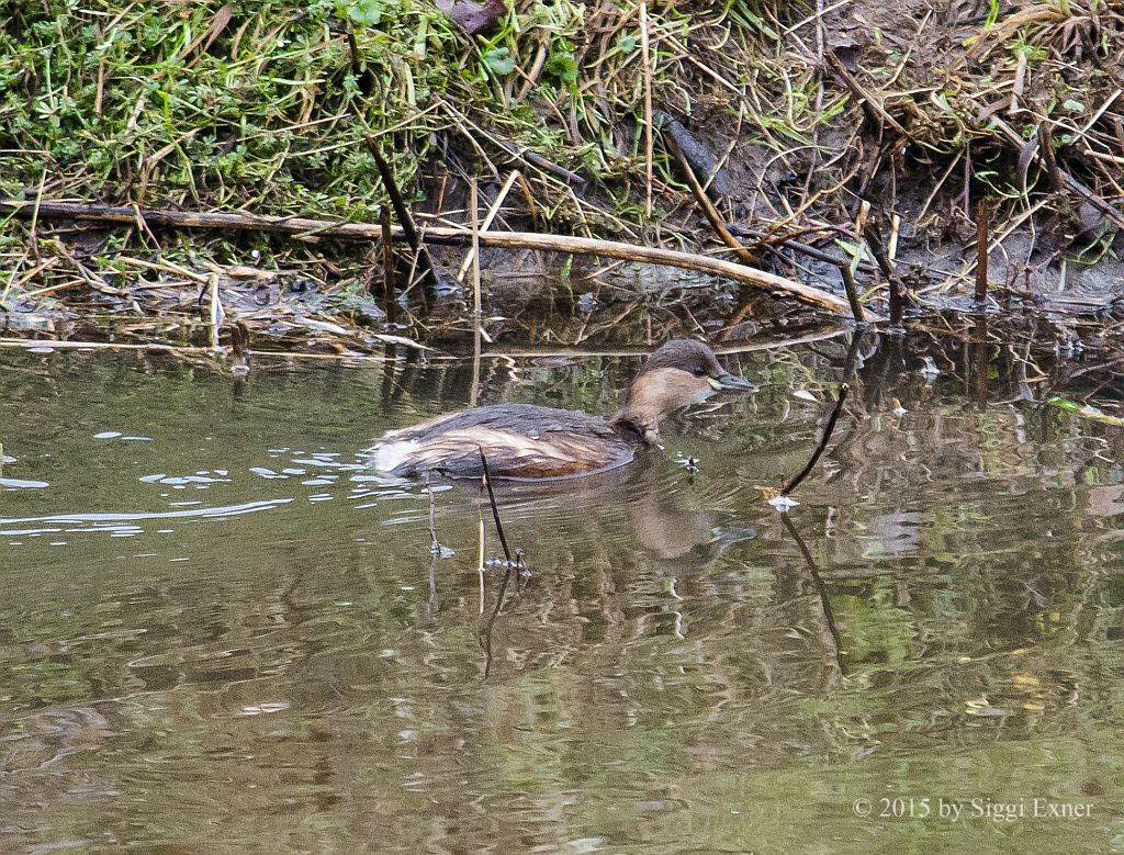 Zwergtaucher Tachybaptus ruficollis