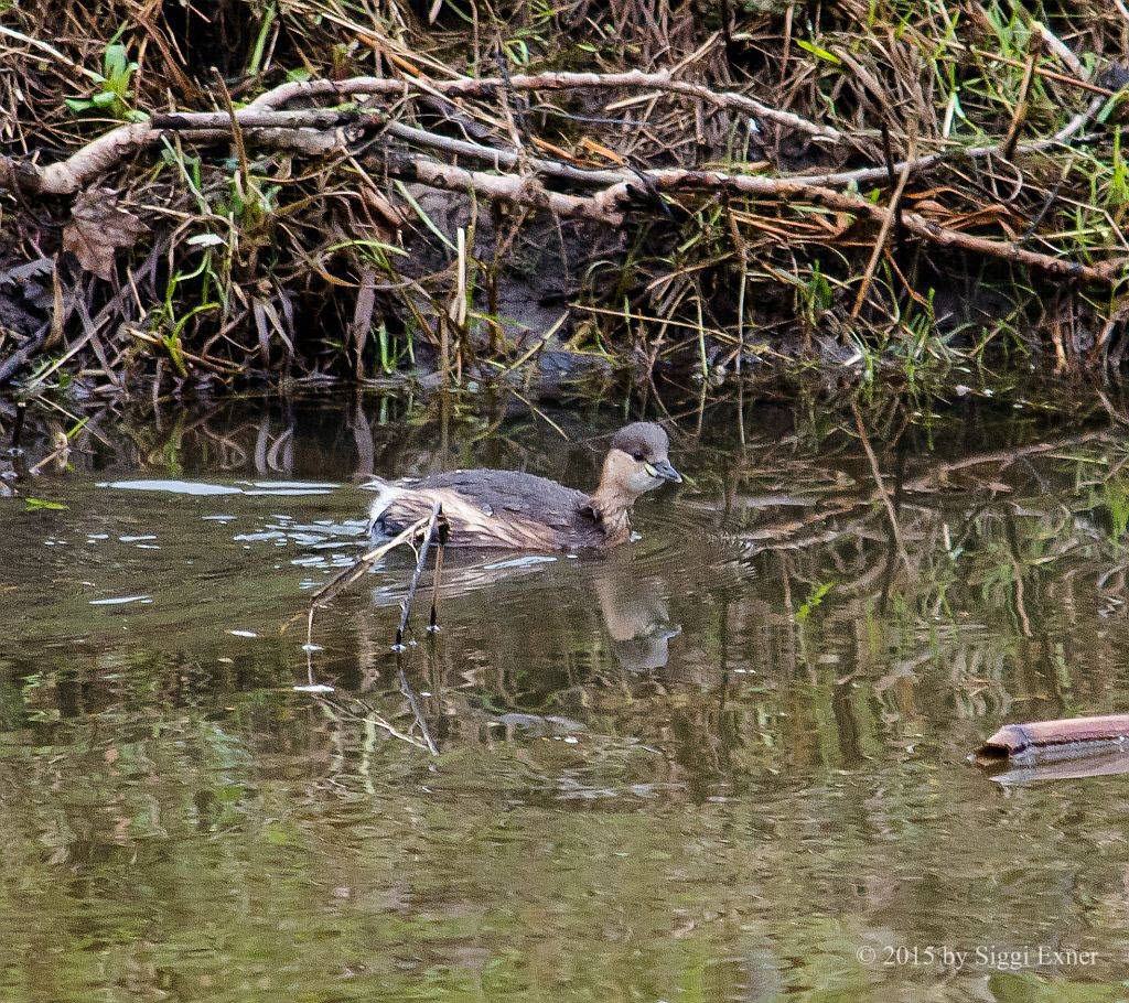 Zwergtaucher Tachybaptus ruficollis