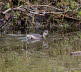 Zwergtaucher Tachybaptus ruficollis