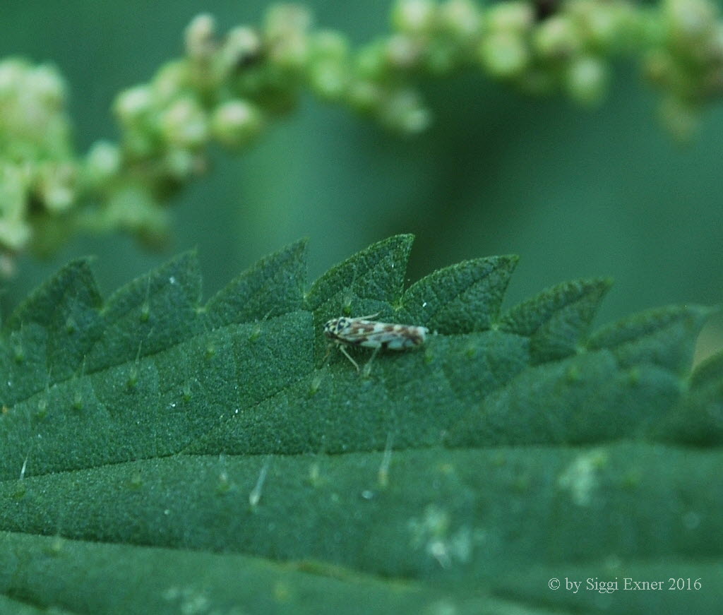 Zwergzikade Eupteryx sp