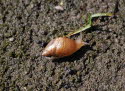 Bernsteinschnecke Succinea putris