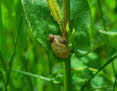 Bernsteinschnecke Succinea putris