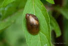 Bernsteinschnecke Succinea putris