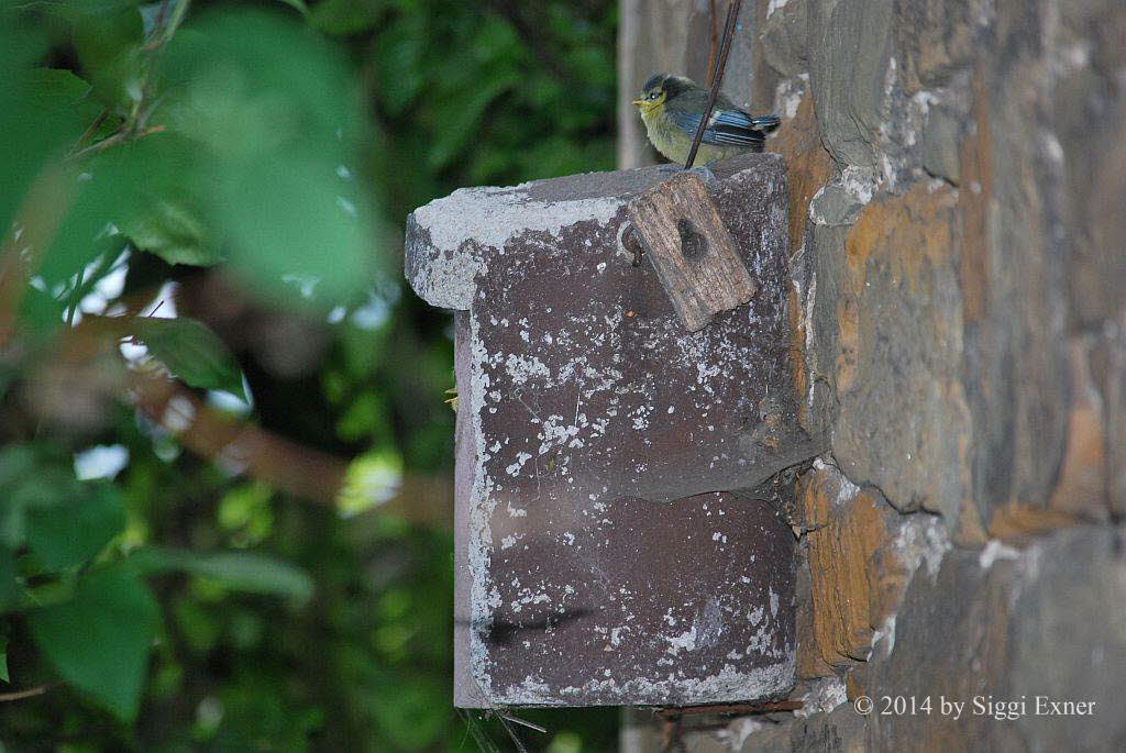 Blaumeise Parus caeruleus