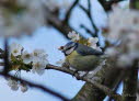 Blaumeise Parus caeruleus