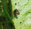 Helophilus pendulus Gemeine Sumpfschwebfliege 