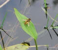 Helophilus pendulus hybridus Gemeine Sumpfschwebfliege 