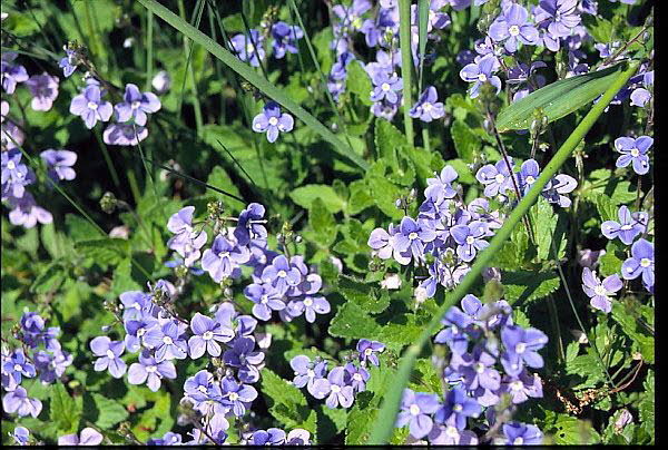 Ehrenpreis,  Germander Vernica chamdrys