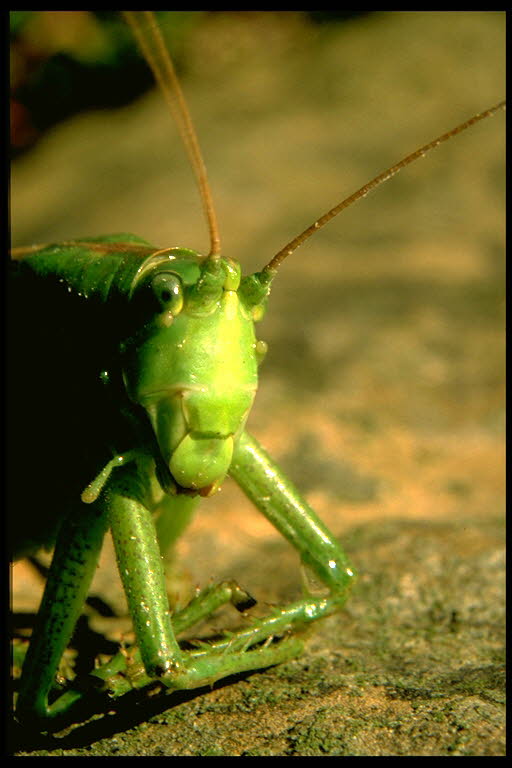 Grnes Heupferd Tettigonia viridissima