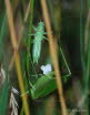 Grünes Heupferd Tettigonia viridissima
