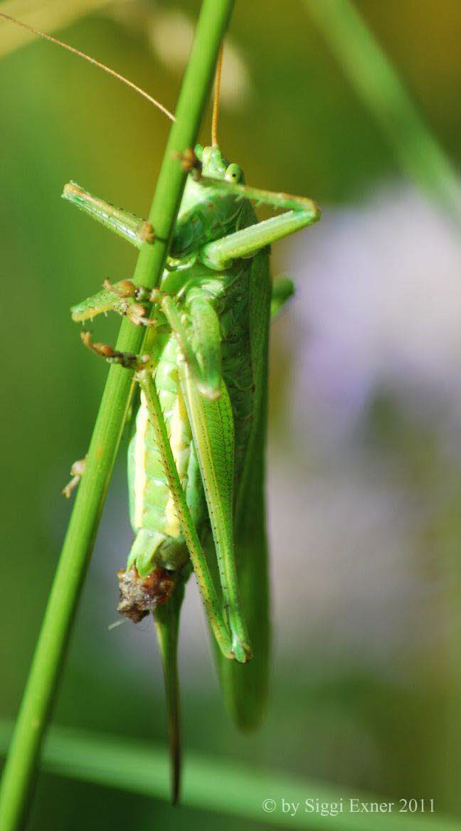 Grnes Heupferd Tettigonia viridissima