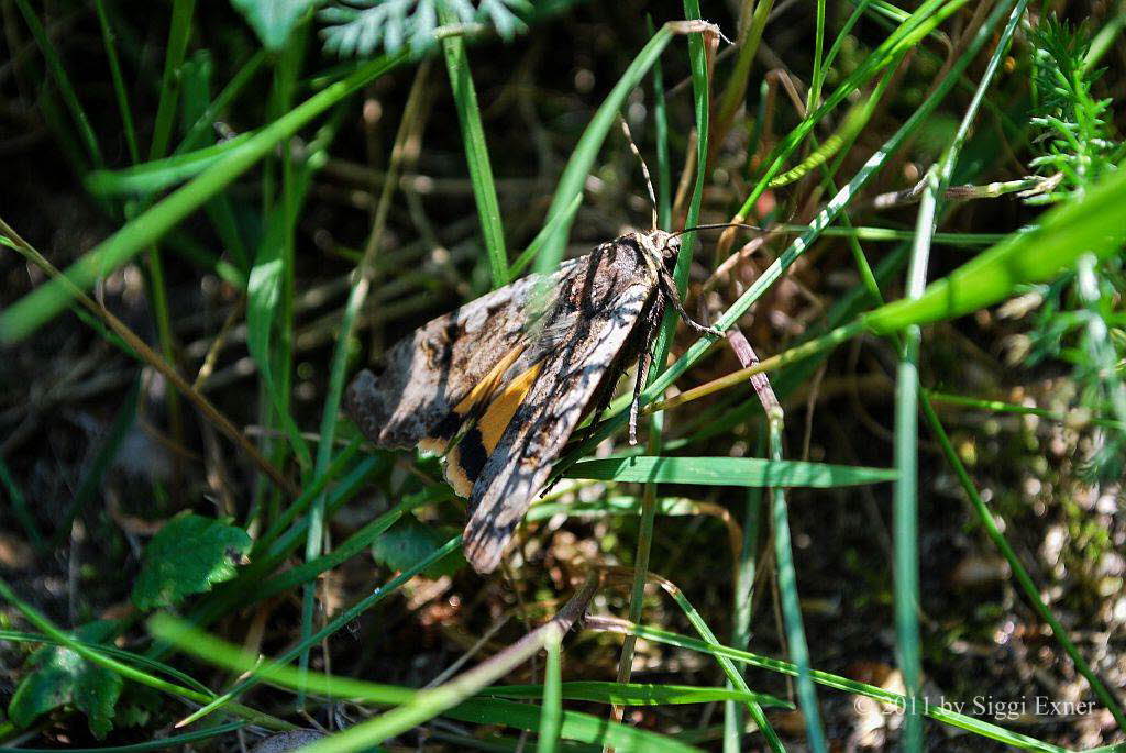 Hausmutter Noctua pronuba