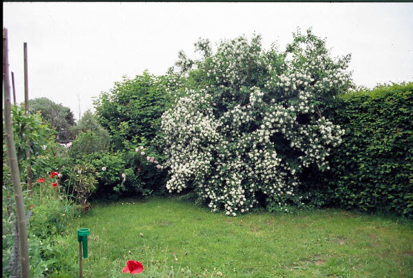 Jasmin, offener Philadlphus coronrius