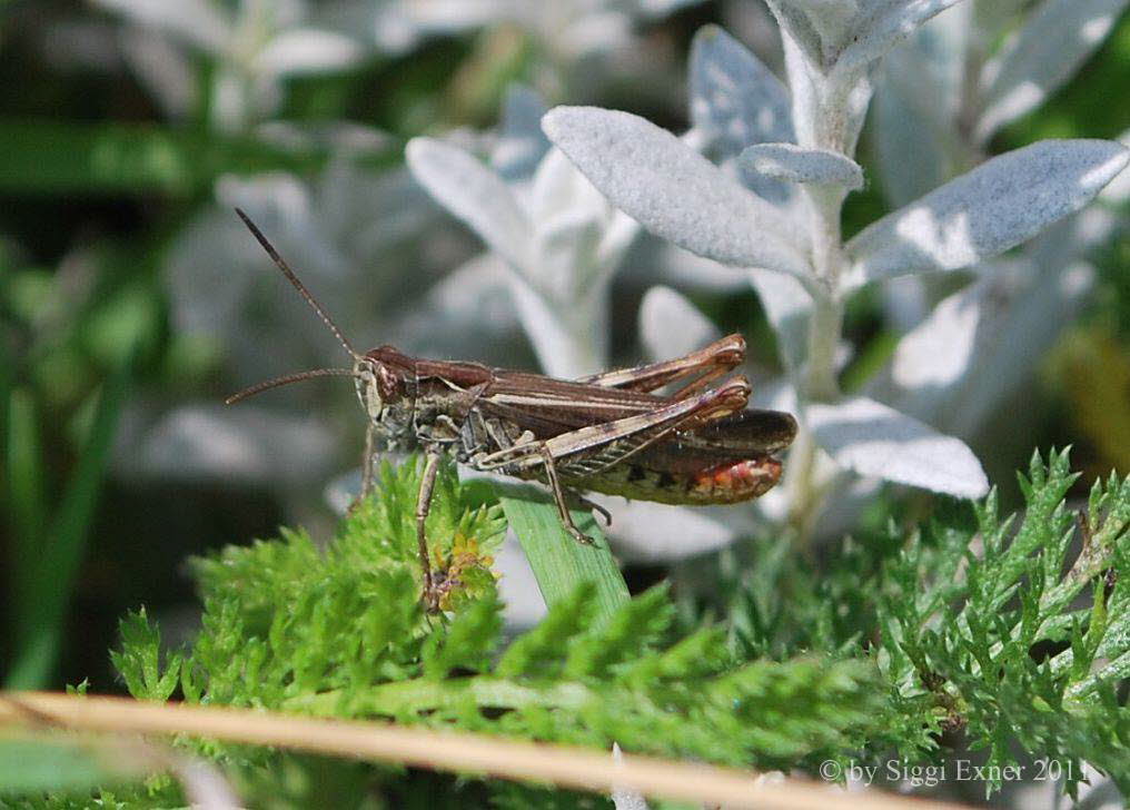 Nachtigall-Grashpfer Chorthippus biguttulus