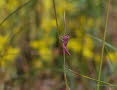 Nachtigall-Grashpfer Chorthippus biguttulus