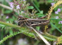 Nachtigall-Grashpfer Chorthippus biguttulus