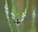 Pillenwespe Eumenes papillarius