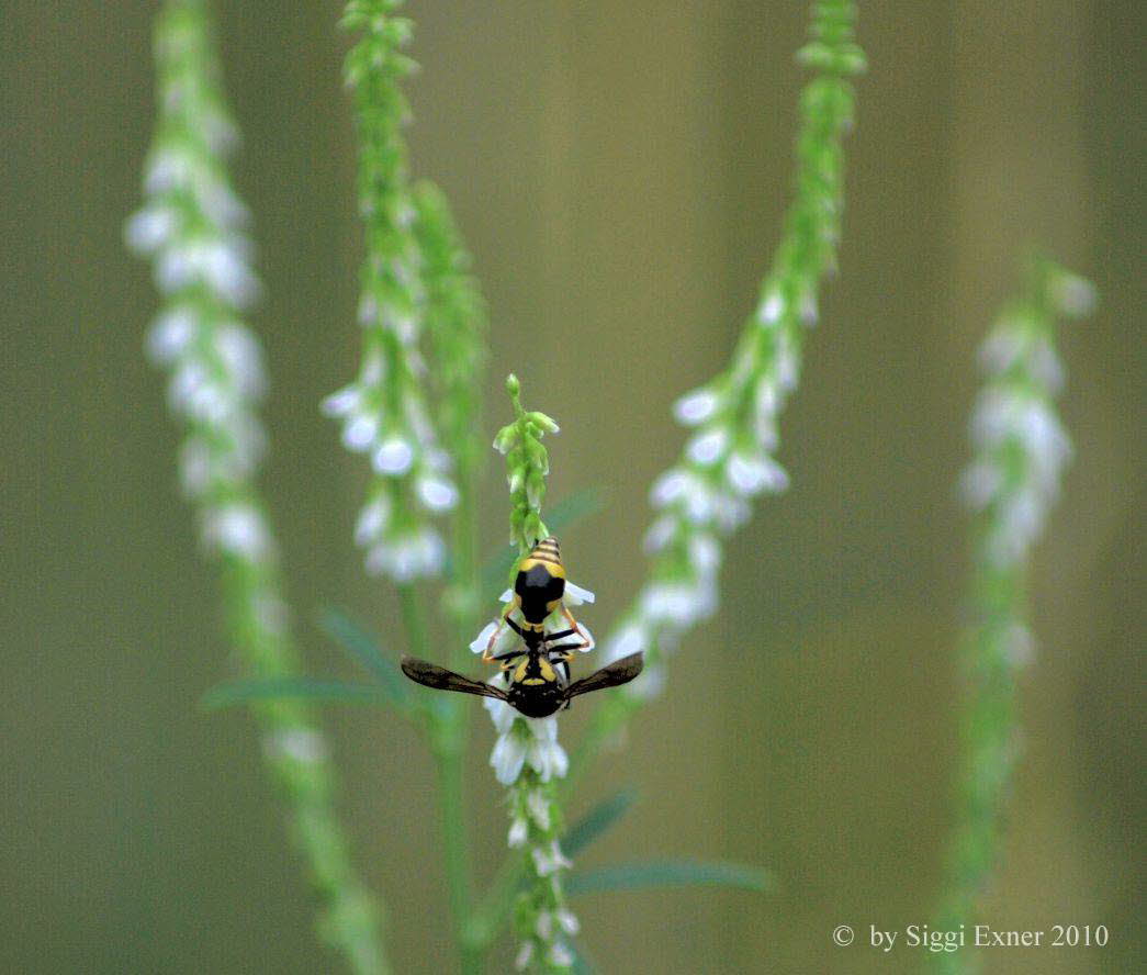 Pillenwespe Eumenes papillarius