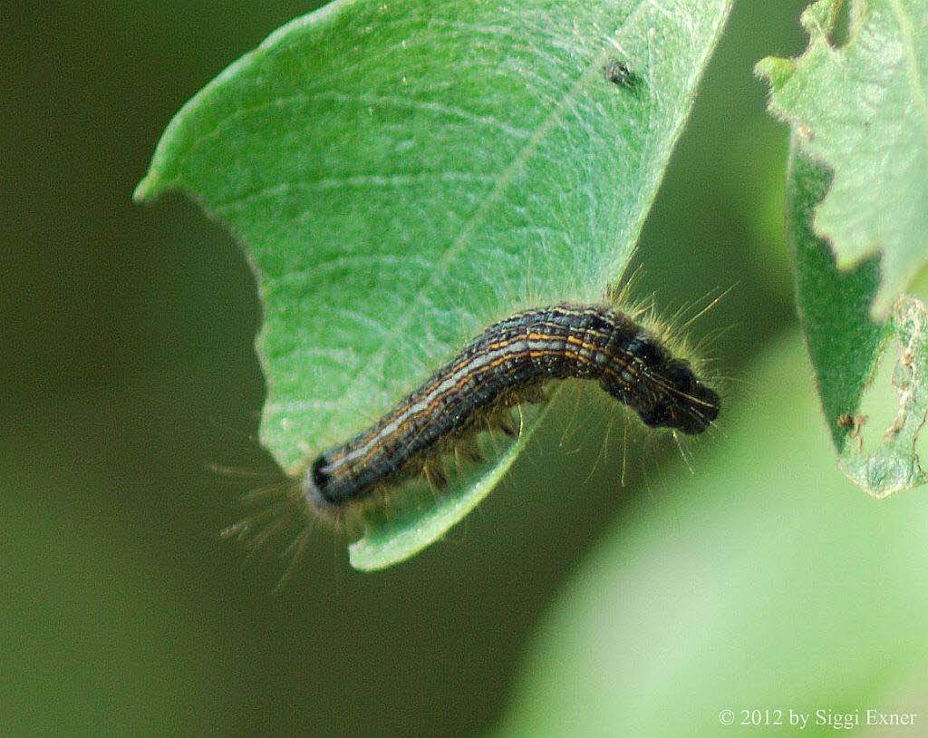 Ringelspinner Malacosoma neustria