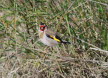 Stieglitz Carduelis carduelis