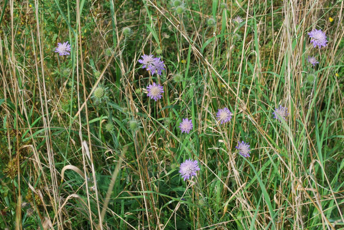 Witwenblume, Acker- Knautia arvnsis