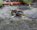 Groe Wollbiene Anthidium manicatum